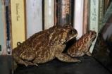 What I learned from The Golden Girls, Cats, and Toads Two-toads